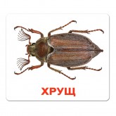 Картки Домана "Комахи" українською Вундеркінд з пелюшок - Картки Домана