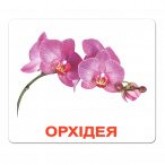 Ламіновані картки Домана "Квіти" українською Вундеркінд з пелюшок - Картки Домана