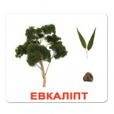 Картки Домана "Дерева" українською Вундеркінд з пелюшок - Картки Домана