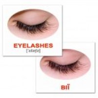 Міні-картки Домана "Людина/Human" українською/ англійською. Вундеркінд з пелюшок - Картки Домана