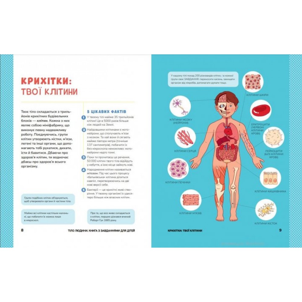 Тіло людини. Розвивальні завдання для дітей - Стокс Кеті (9789669425218)