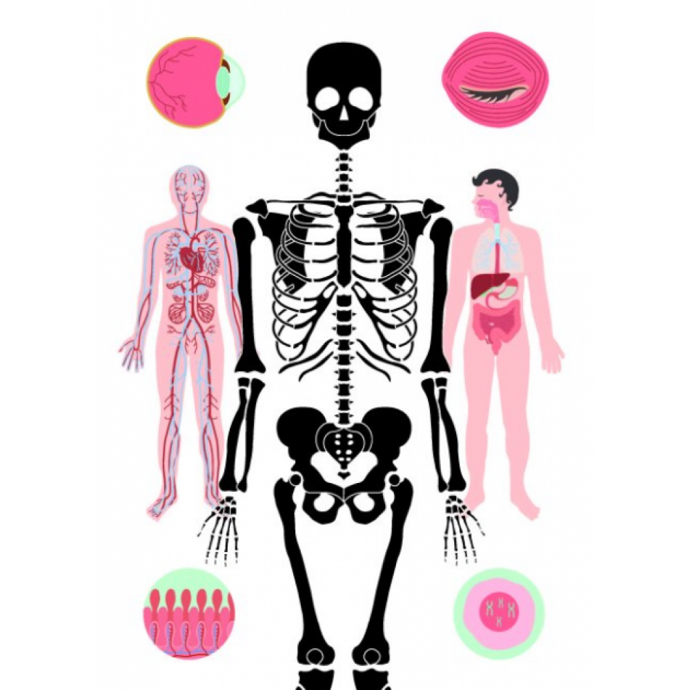 Тіло людини - Крістіна Перабоні