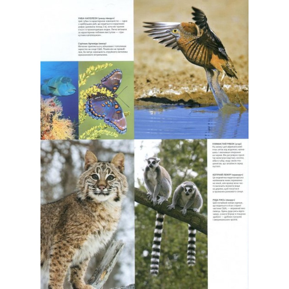 Ілюстрований Атлас. Світ тварин