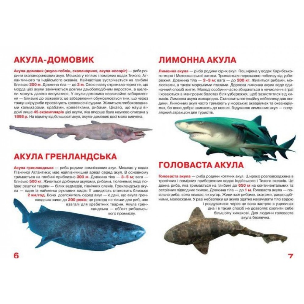 Світ навколо нас. Велика книжка. Акули - Олег Зав'язкін