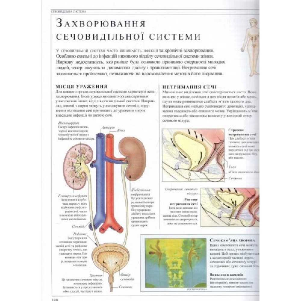 Людина. Навчальний посібник з анатомії та фізіології