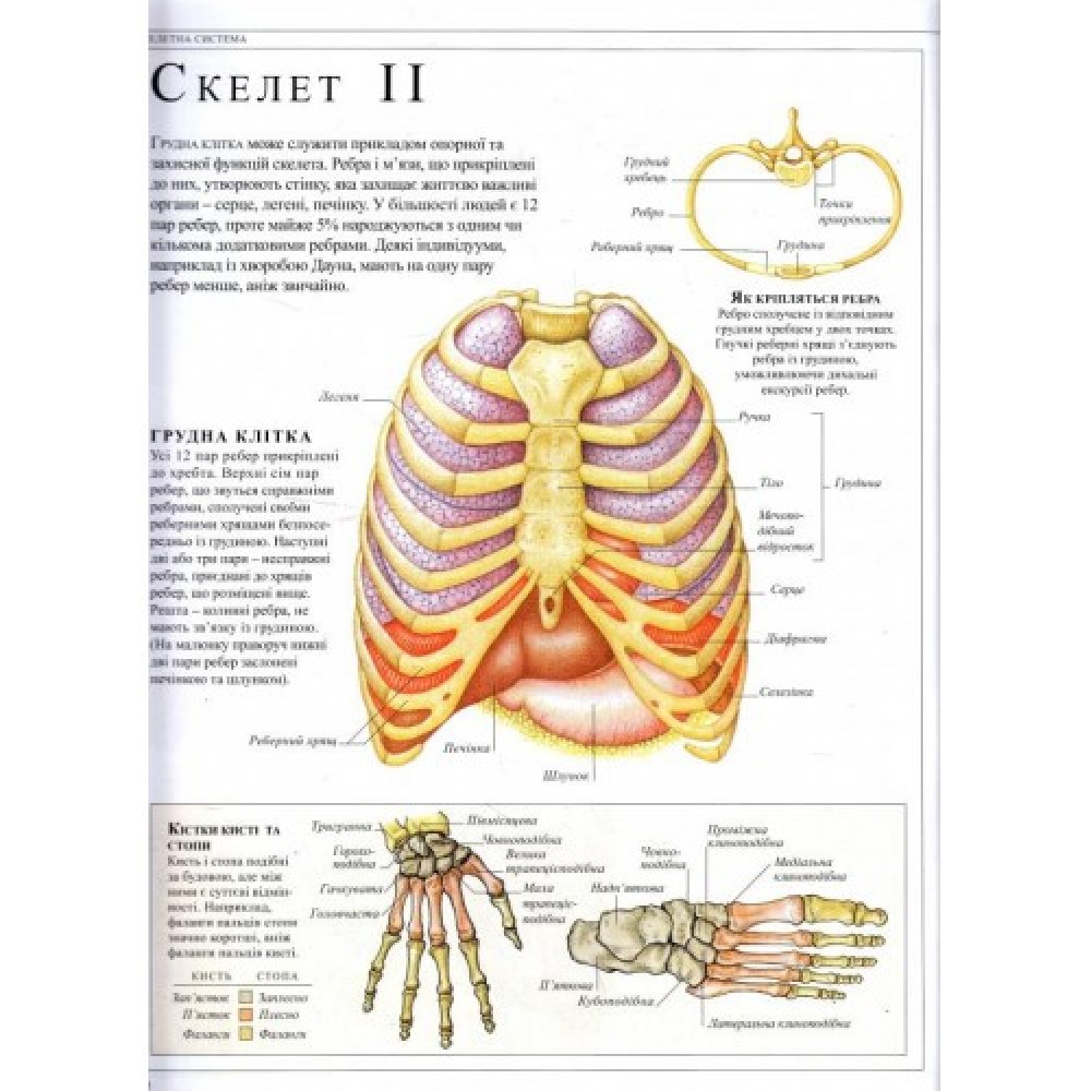 Людина. Навчальний посібник з анатомії та фізіології
